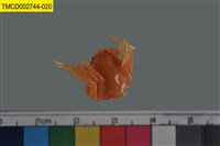 藏品(短指和尚蟹)的圖片